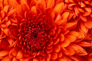 Chrysanthemum35